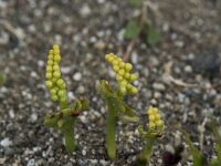 Botrichium lunaria 58, Gelobde maanvaren, Saxifraga-Willem van Kruijsbergen