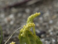 Botrichium lunaria 59, Gelobde maanvaren, Saxifraga-Willem van Kruijsbergen