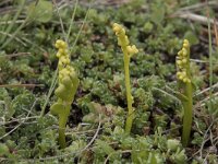 Botrichium lunaria 63, Gelobde maanvaren, Saxifraga-Willem van Kruijsbergen