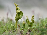 Botrychium lunaria 44, Gelobde maanvaren, Saxifraga-Luuk Vermeer