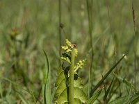 Botrychium lunaria 46, Gelobde maanvaren, Saxifraga-Dirk Hilbers