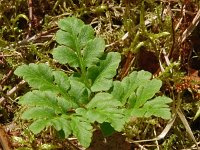 Botrychium multifidum 12, Saxifraga-Hans Grotenhuis