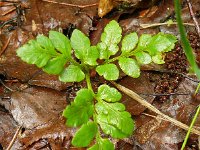 Botrychium multifidum 5, Saxifraga-Hans Grotenhuis