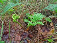 Botrychium multifidum 7, Saxifraga-Hans Grotenhuis