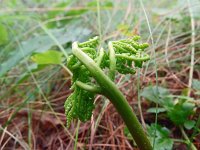 Botrychium multifidum 9, Saxifraga-Hans Grotenhuis