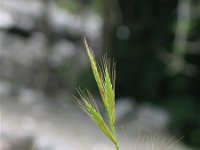 Brachypodium distachyum 2, Saxifraga-Jasenka Topic