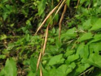 Brachypodium sylvaticum 2, Boskortsteel, Saxifraga-Rutger Barendse