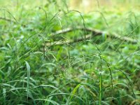 Brachypodium sylvaticum 3, Boskortsteel, Saxifraga-Piet Zomerdijk