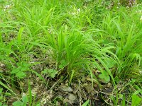 Brachypodium sylvaticum 5, Boskortsteel, Saxifraga-Rutger Barendse