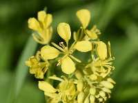 Brassica nigra 37, Zwarte mosterd, Saxifraga-Sonja Bouwman