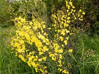 Brassica oleracea 55, Wilde kool, Saxifraga-Bart Vastenhouw
