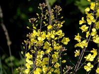 Brassica oleracea 56, Wilde kool, Saxifraga-Bart Vastenhouw