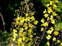 Brassica oleracea 57, Wilde kool, Saxifraga-Bart Vastenhouw