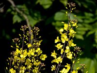 Brassica oleracea 58, Wilde kool, Saxifraga-Bart Vastenhouw
