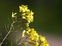 Brassica oleracea 59, Wilde kool, Saxifraga-Bart Vastenhouw