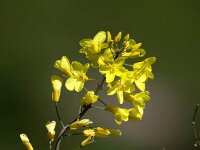 Brassica oleracea 60, Wilde kool, Saxifraga-Bart Vastenhouw