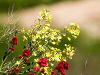 Brassica oleracea 61, Wilde kool, Saxifraga-Bart Vastenhouw