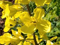 Brassica oleracea 62, Wilde kool, Saxifraga-Bart Vastenhouw