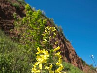 Brassica oleracea 63, Wilde kool, Saxifraga-Bart Vastenhouw