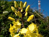 Brassica oleracea 64, Wilde kool, Saxifraga-Bart Vastenhouw