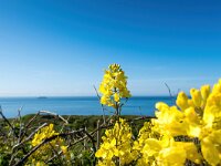 Brassica oleracea 65, Wilde kool, Saxifraga-Bart Vastenhouw