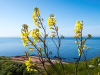 Brassica oleracea 66, Wilde kool, Saxifraga-Bart Vastenhouw