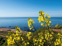 Brassica oleracea 67, Wilde kool, Saxifraga-Bart Vastenhouw