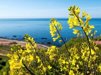 Brassica oleracea 68, Wilde kool, Saxifraga-Bart Vastenhouw