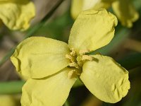 Brassica oleracea var oleracea 54, Wilde kool, Saxifraga-Sonja Bouwman  857. Wilde kool - Brassica oleracea ssp. oleracea - Briassicaceae familie (i) Schor 't Stelletje (Zierikzee)