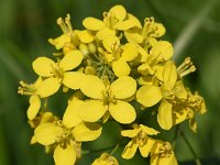 Brassica rapa 21, Raapzaad, Saxifraga-Sonja Bouwman