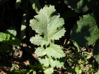Brassica tournefortii 2, Saxifraga-Rutger Barendse
