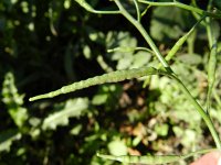 Brassica tournefortii 3, Saxifraga-Rutger Barendse