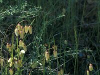 Briza maxima 31, Groot trilgras, Saxifraga-Jan van der Straaten