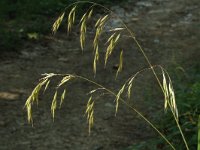 Bromus benekenii 1, Bosdravik, Saxifraga-Marijke Verhagen