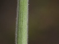 Bromus hordeaceus 10, Zachte dravik, Saxifraga-Rutger Barendse