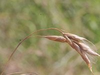 Bromus racemosus 1, Trosdravik, Saxifraga-Rutger Barendse