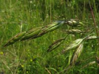 Bromus racemosus 2, Trosdravik, Saxifraga-Rutger Barendse