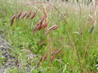 Bromus racemosus 4, Trosdravik, Saxifraga-Rutger Barendse