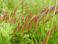 Bromus racemosus 6, Trosdravik, Saxifraga-Rutger Barendse