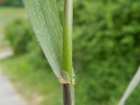 Bromus racemosus 7, Trosdravik, Saxifraga-Rutger Barendse