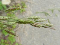 Bromus racemosus 8, Trosdravik, Saxifraga-Rutger Barendse