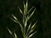 Bromus racemosus ssp racemosus 3, Trosdravik, Saxifraga-Willem van Kruijsbergen