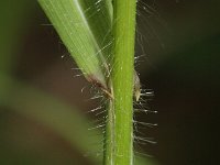 Bromus ramosus ssp ramosus 2, Velddravik, Saxifraga-Rutger Barendse