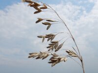 Bromus secalinus 21, Dreps, Saxifraga-Ed Stikvoort