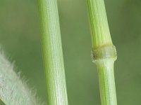 Bromus secalinus 9, Dreps, Saxifraga-Rutger Barendse