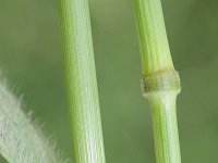Bromus secalinus 9, Dreps, Saxifraga-Rutger Barendse