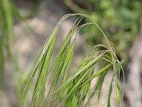 Bromus tectorum 1, Zwenkdravik, Saxifraga-Rutger Barendse