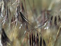 Bromus tectorum 2, Zwenkdravik, Saxifraga-Jan Jansen