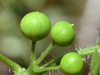 Bryonia dioica 41, Heggenrank, Saxifraga-Sonja Bouwman