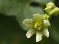 Bryonia dioica 10, Heggenrank, Saxifraga-Jan van der Straaten